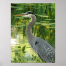 Search for great blue heron posters Pond