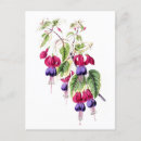 Search for fuchsia flower postcards Vintage