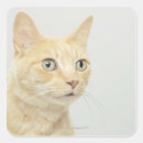 Search for wide stickers Cat