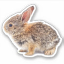 Recherche de rabbit photographie Mignon