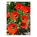 Search for spring bulbs Tulip