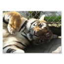 Search for orange and black stripes posters Tiger