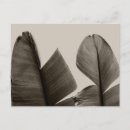 Recherche de macro photo cartes postales Botanique
