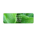 Search for hosta Leaves