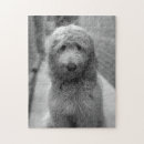 Recherche de goldendoodle puzzles Adorable