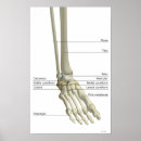 Search for foot doctor posters Work