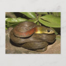 Recherche de serpent venimeux cartes postales Reptile