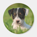 Recherche de jack russel magnets Valet