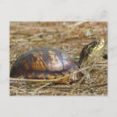 Search for necking postcards Whimsical