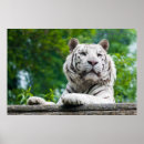 Search for white tiger posters Photography