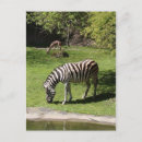 Search for zebra postcards Zoo