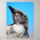 Search for young bird posters Wildlife