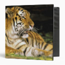 Search for cat eye binders North america