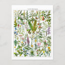 Search for medicinal plants postcards Medicine
