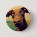 Search for doberman accessories Cute
