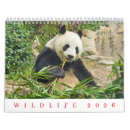 Search for pelican calendars Animals
