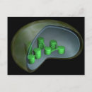 Recherche de chloroplast posters Médecine