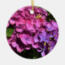 Search for hydrangea ornaments Nature