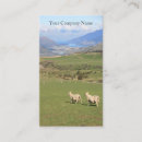 Recherche de moutons photographie Agriculture