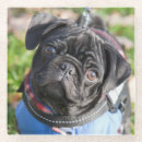 Search for pug coasters Puppy
