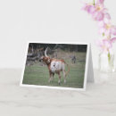 Search for cow mothers day cards Cattle