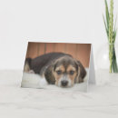 Search for beagle puppies cards Pets