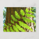 Recherche de arbre à feuillage persistant cartes postales Botanique