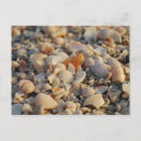 Search for florida seashells postcards Beach