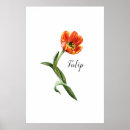 Search for orange tulip posters Botanical