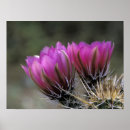 Recherche de fleur désertique posters Feuillage