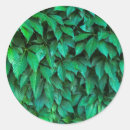 Search for hedge stickers Green