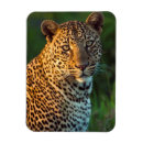 Recherche de panthera magnets Gros plan