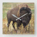 Recherche de bison horloges Prairie