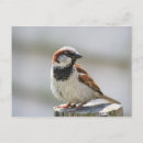 Recherche de moineaux cartes postales Animaux
