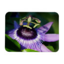 Recherche de passionné magnets Tropical