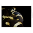 Search for black snake cards Animals