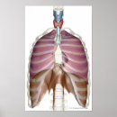 Search for organ system posters Human