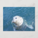 Recherche de colombe mignonne cartes postales Animaux