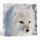 Recherche de renard arctique bureau fournitures Canada