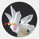 Search for christmas cactus stickers Flower