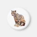 Search for big cat magnets Jungle