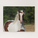 Recherche de haflinger puzzles Pinto