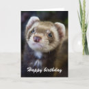 Search for pet ferret cards Wildlife