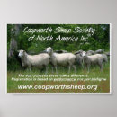 Search for sheeps posters Domestic
