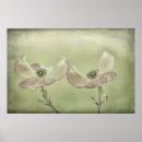 Recherche de fleurs de cornouiller posters Rose
