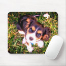 Search for spaniel puppy electronics King charles spaniel