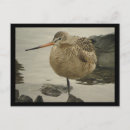 Search for shorebirds cards invites Wildlife