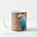 Recherche de perruche tasses Oiseaux