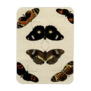 Recherche de insecte magnets Chenille