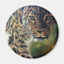 Search for walking leopard Wild
